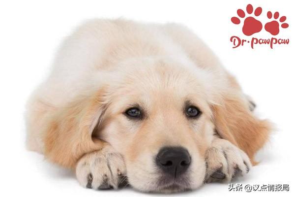 犬的胰腺炎的发病原因：引发犬得胰腺炎的具体原因是什么
