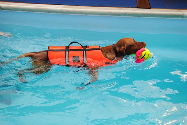 怎么训练狗狗游泳技巧和方法？夏天想带狗狗游泳但它怕水怎么办