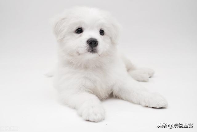 白色短毛狗有哪些品种？白色毛发的狗干净又可爱