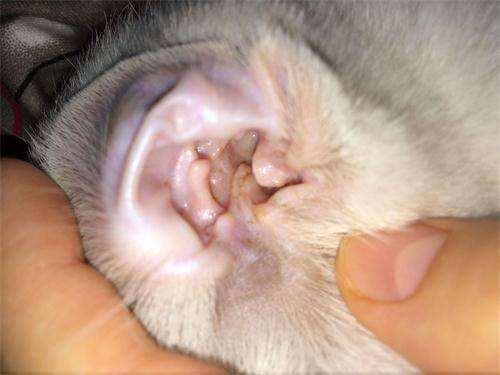 猫咪为什么不让碰它耳朵？为什么猫咪不喜欢别人碰它的耳朵